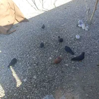 براین کمبود جا|پرنده|وردشت, |دیوار