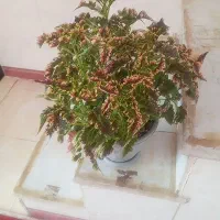 گل خانگی زیبا