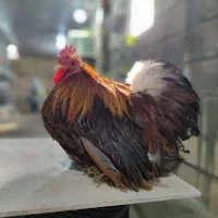 کوشین جاپنیز|حیوانات مزرعه|اصفهان, سروستان|دیوار