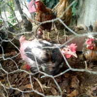 مرغ رسمی تخم گذار|حیوانات مزرعه|هشتگرد, تهران دشت|دیوار