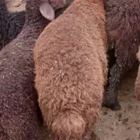 بره نر سبک وزن