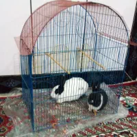 دوتا خرگوش تمیز وسالم|موش و خرگوش|خرم‌آباد, |دیوار