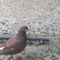 کبوتر شهری خشرنگ|پرنده|شیراز, شهرک مهدی‌آباد|دیوار