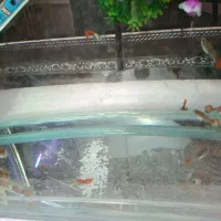 گوپی زبرا کالر تایگر بارب|ماهی|پاکدشت, پاکدشت (مامازند)|دیوار