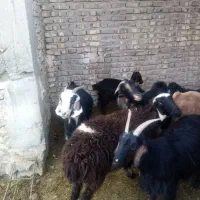 بزترکی درجه یک