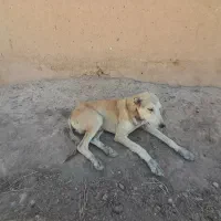 سگ دورگ تازی|سگ|افشار, |دیوار