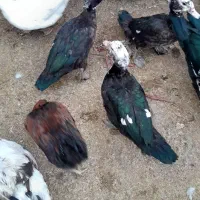 اردک اسرایلی|حیوانات مزرعه|دینور, |دیوار