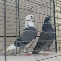 کفتر ساعت بالا کاشان