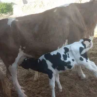 دو راس گوساله هلشتاین صنعتی