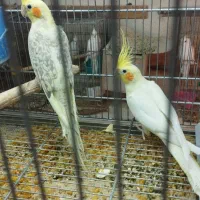 عروس هلندی با ۳تا جوجه یک ماهه|پرنده|بناب, |دیوار