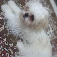 سگ شیتزو|سگ|ارومیه, |دیوار