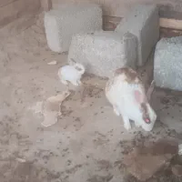 بچه خرگوش با مادر یا تکی|موش و خرگوش|کنارک, |دیوار