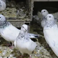 شیخ اصیل