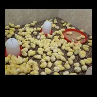 جوجه گوشتی ۴روزه