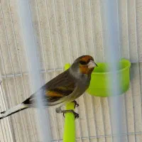 دوعدد سهره قناری سیاه مست