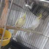 عروس هلندی جفت