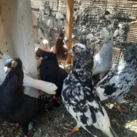 کبوتردمسفید طوقی