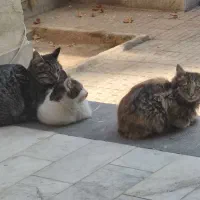 گربه dsh|گربه|رباط‌کریم, رباط‌کریم|دیوار