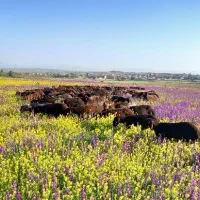 ۴۰ رس گوسفند قیزافشار وچال  جوان