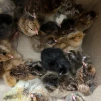 جوجه مرغ و خروس|حیوانات مزرعه|رحیمآباد, |دیوار