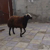 گوسفند|حیوانات مزرعه|فامنین, |دیوار