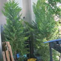 کاج سوزنی خارجی درخت گل کاغذی