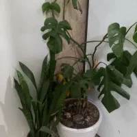 گل برگ انجیری و سانسوریا