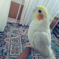 کوتوله وعروس هلندی گلدار|پرنده|مهر, |دیوار