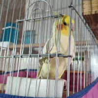 عروس هلندی مولد|پرنده|شیراز, آزادی|دیوار