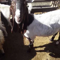 بز پاکستانی