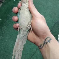 جوجه سرلاکی تا دنخور گرینچیک