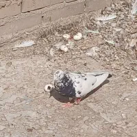 چهار عدد کبوتر  دونه ۲۵۰ت|پرنده|تهران, مولوی|دیوار