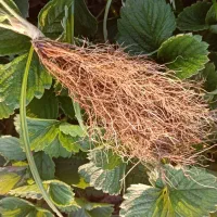 بوته توت فرنگی کاماروسا و گاویتا|خدمات باغبانی و درختکاری|رشت, معلم|دیوار