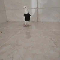 نر طوق سیا|پرنده|شوشتر, |دیوار