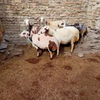 شیشک ابستن پلنگی|حیوانات مزرعه|زند, |دیوار