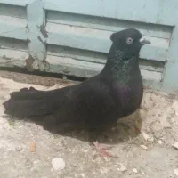 کاشانی|پرنده|مسجد سلیمان, |دیوار