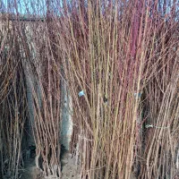 نهال هلو و شلیل مرغوب ارقام زودرس|خدمات باغبانی و درختکاری|صومای برادوست, |دیوار