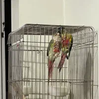 گرینچیک سخنگو|پرنده|مشهد, کوشش|دیوار