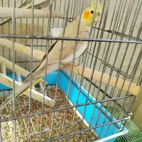 عروس هلندی ماده