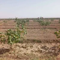 فروش باغ پسته مثمر بَر جاده کاشان ابوزیدآباد