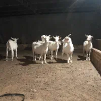 7 راس بز سانن درجه یک