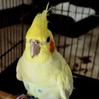 جفت عروس هلندی