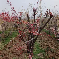 کلیه امور باغبانی صفر تاصد انجام میشود