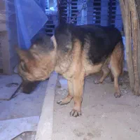 سگ ژرمن نگهبان|سگ|فشاپویه, |دیوار