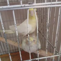 جفت عروس|پرنده|سمنان, |دیوار