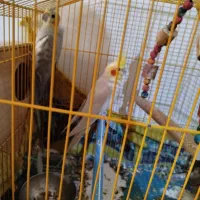 جفت عروس هلندی|پرنده|بندرعباس, |دیوار