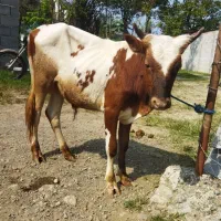 گوساله نر ورزا کوله