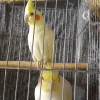 عروس لوتینو بالغ ،جو‌ان