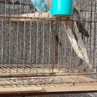 طوطی عروس وایت فیس ومرغ عشق