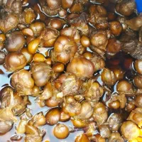 سیر ترشی همدان